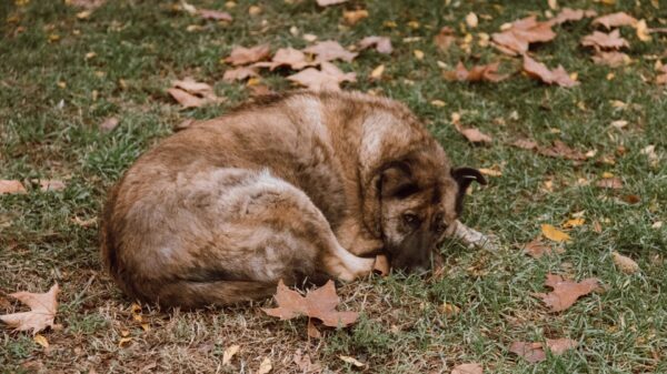 abbandona cagnolino