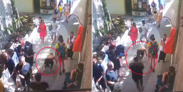 positano ragazzo cane