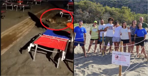 tartarughe marine campania