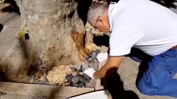 piccioni colla mangime trappola vomero