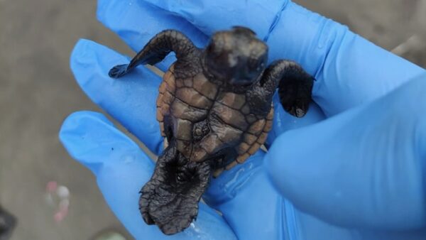 Meraviglia a Napoli: il primo nido di tartaruga marina su una spiaggia della città