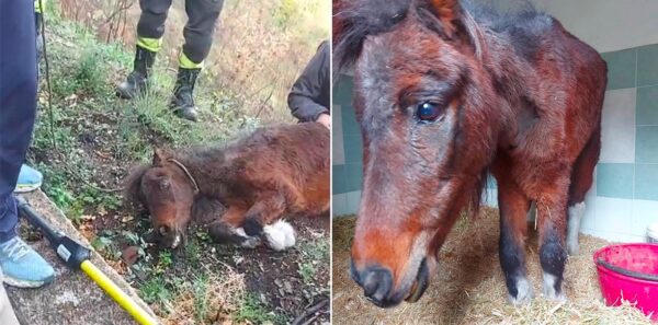 pony legata albero per farla morire di fame