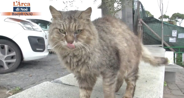 bacoli colonie feline