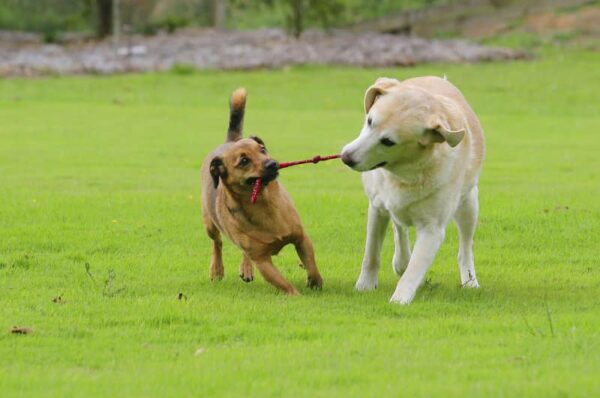 incontra un cane torre del greco