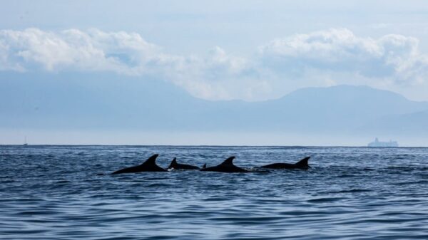 campionato vela napoli delfini