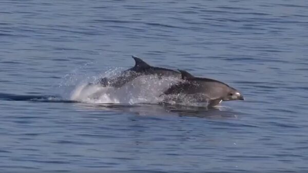 delfini-punta-campanella