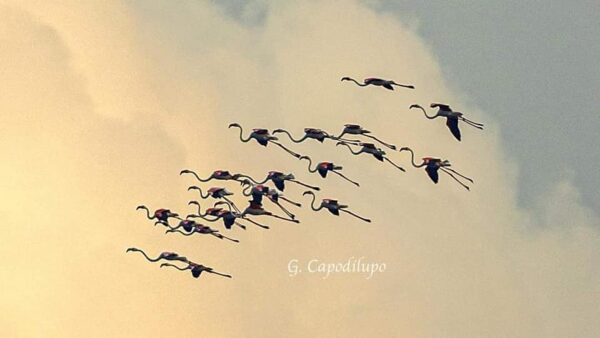 fenicotteri rosa punta campanella