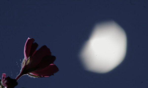 eclissi luna fiori 