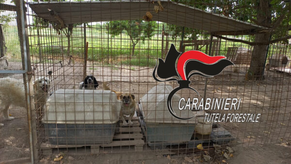 acerra canile abusivo