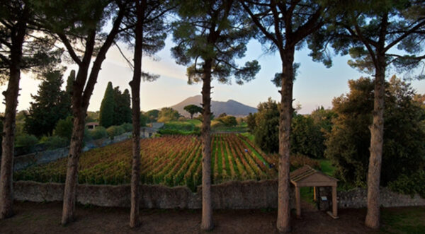 parco pompei vigneti