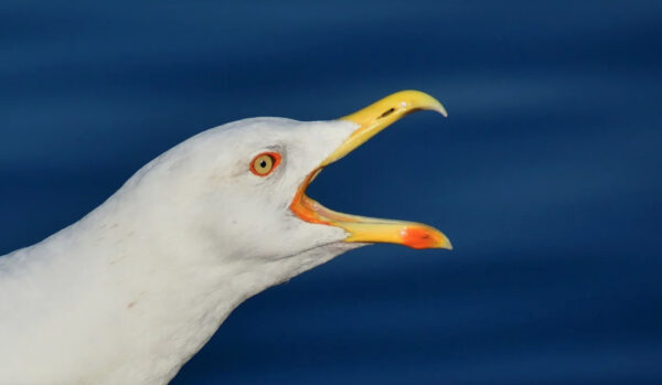 gabbiano cane ornitologo