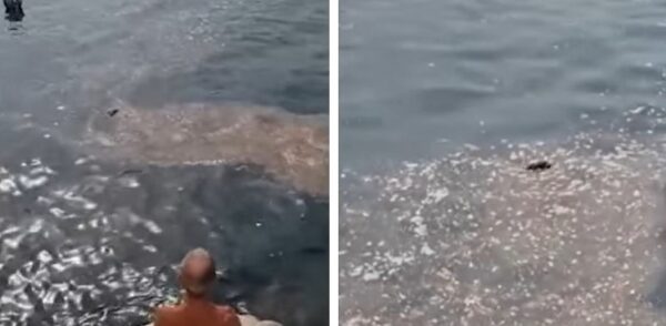 nisida topi morti mare