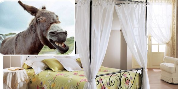 Detto napoletano:'A femmena nun se sposa 'o ciuccio pecché le straccia 'e lenzole