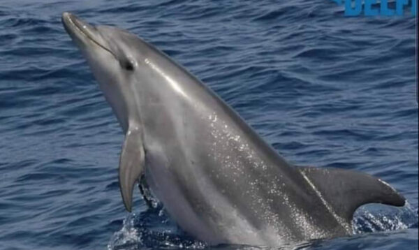 delfini punta campanella