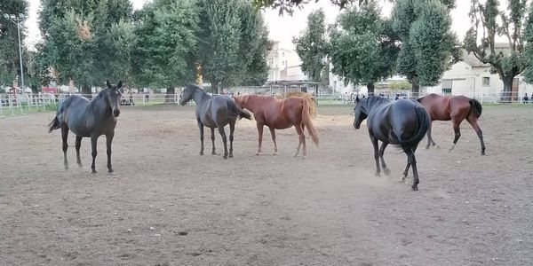 Centro di incremento ippico