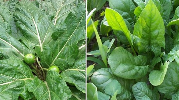 Mandragora spinaci