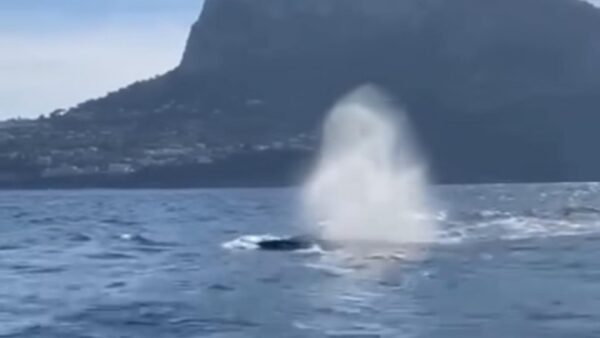 balenottere golfo napoli