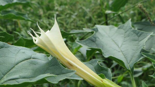 verdura velenosa stramonio