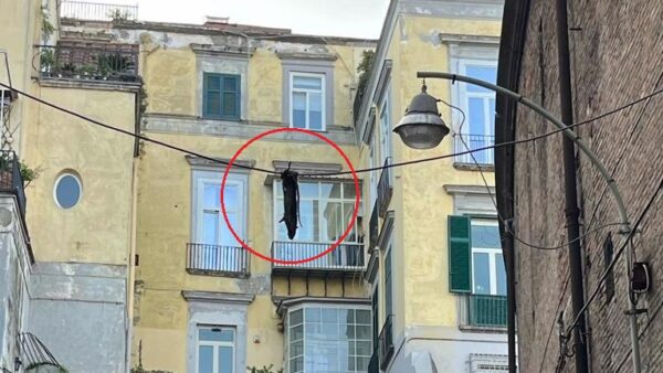 napoli topo morto cavo