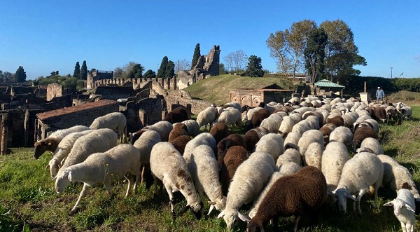 Pecore scavi di Pompei