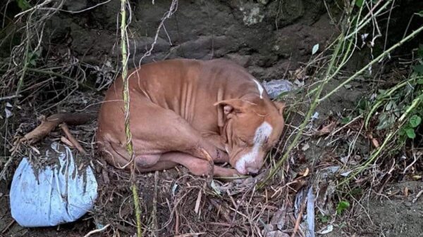 ischia cane thor vivo