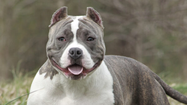 american bully