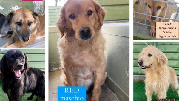 torre greco adotta cane