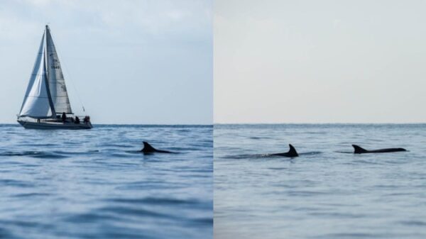 regata napoli delfini