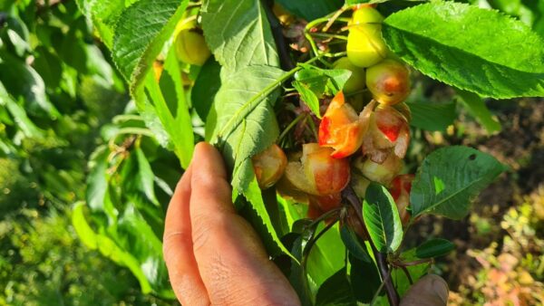 ciliegie distrutte maltempo coldiretti
