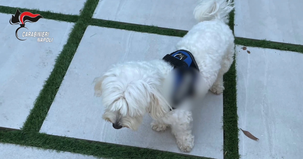 boss arrestato cagnolino