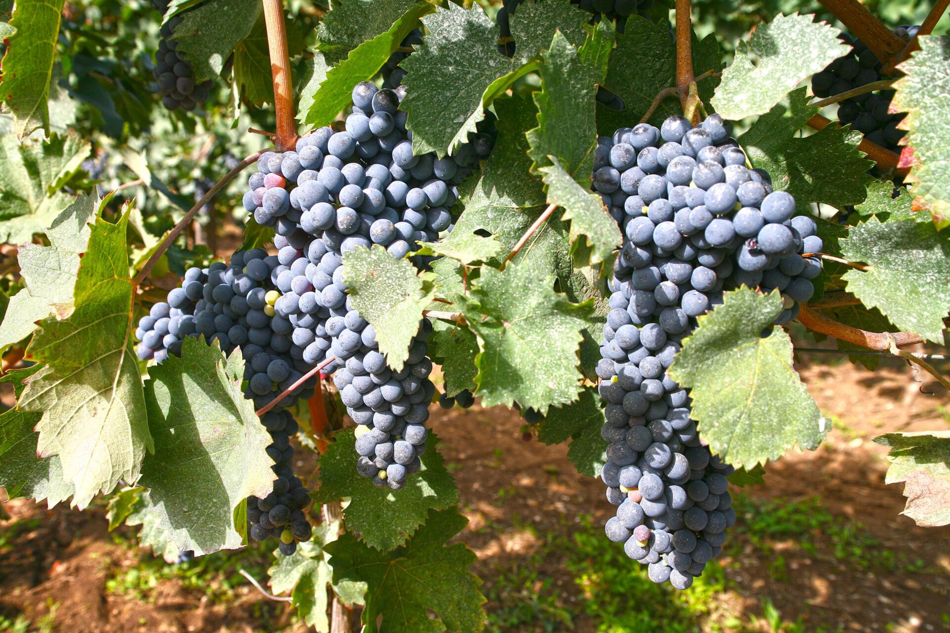 Uva Pallagrello Nero