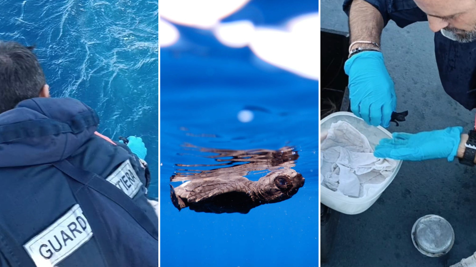 tartarughe torre del greco camerota