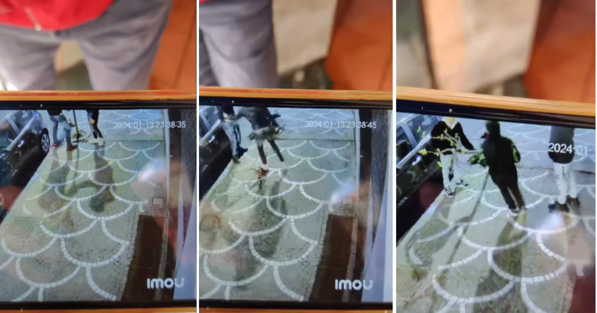 albero distrutto portici