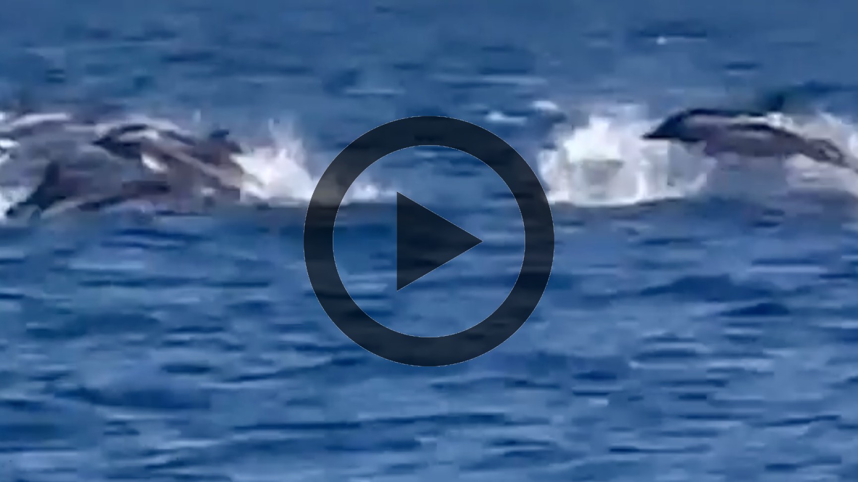 VIDEO/ Ischia, avvistati oltre 200 delfini al largo dell'isola: lo spettacolo della natura