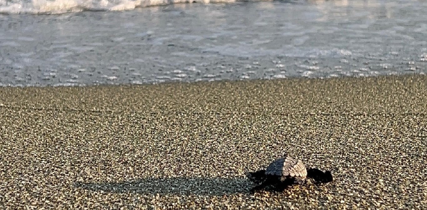 tartarughe forio ischia napoli