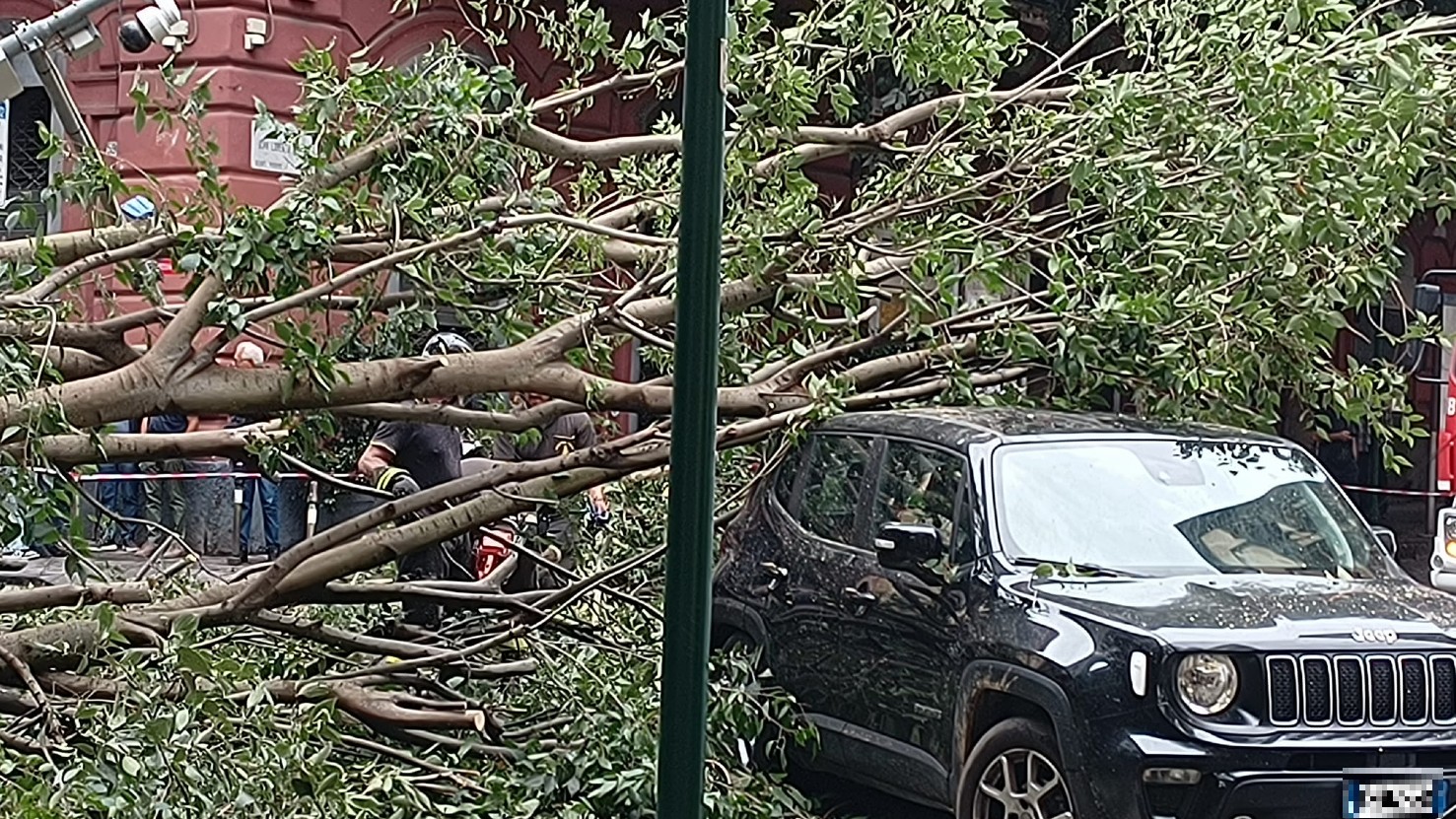 L'albero caduto in via Bernini al Vomero