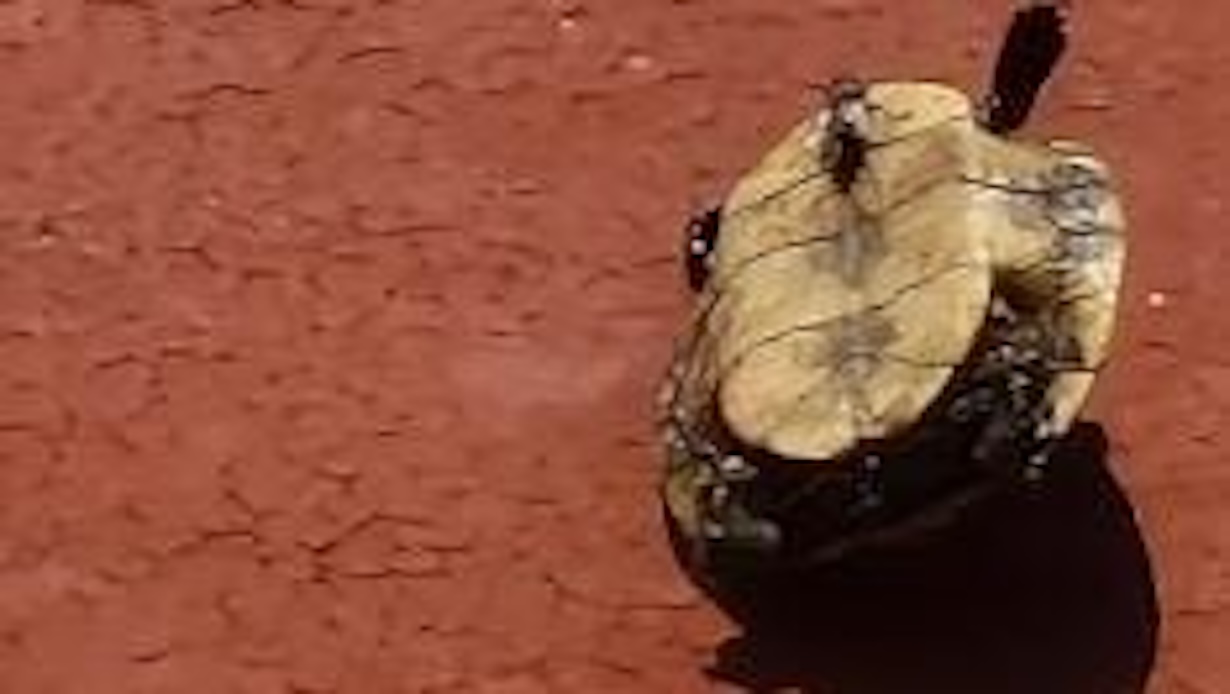 Vergogna alla Villa Floridiana, lanciano tartaruga sul tetto di un palazzo: è morta