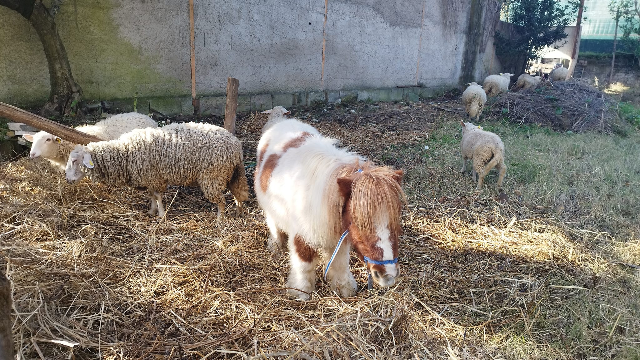 fiera animali sant'agnello