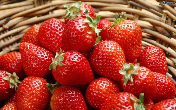 Il Bosco delle Fragole ad Eboli